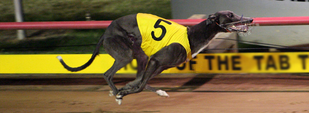 Australian Greyhound racing odds: Group and Listed races calendar for July 2013